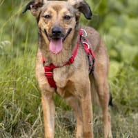 Hündin Zita, Hündin zur Adoption
