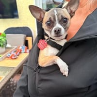 kleiner Prinz sucht kuschliges Zuhause, Hund zur Adoption