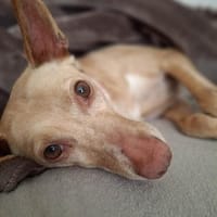 Kat - ihr Traum ist ein Zuhause...., Hündin zur Adoption