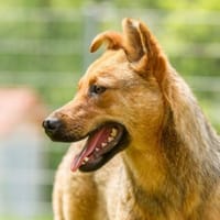 WENDY aus Italien sucht ihr zu Hause, Hündin zur Adoption