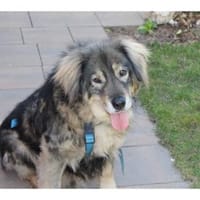Kasper  wartet in 96369 Weißenbrunn, Hund zur Adoption