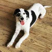 Marvin, freundl. Rüde, Hund zur Adoption