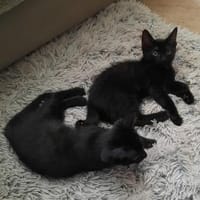 MAC & MARLON suchen ein Zuhause, Kater zur Adoption