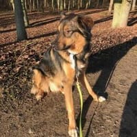 -Golden Ager- KALLE (HSH), Hund zur Adoption