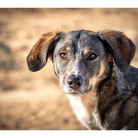 Nanna  wartet in 89537 Giengen, Hündin zur Adoption