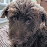 Frodo - kleiner Pechpilz, Hund zur Adoption