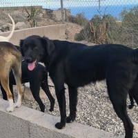 Nuts ist ein Draufgänger, Hund zur Adoption