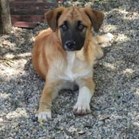 Omleta, Junghund sucht neues Zuhause, Hund zur Adoption