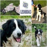 LEONIDAS * Kuschelbär sucht s. Menschen, Hund zur Adoption