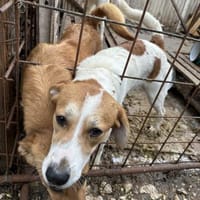 Nika-Lemon - Ruhiges Zuhause gesucht, Hündin zur Adoption