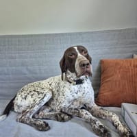 Bernstein, freundlicher Geselle, ca. 6 J, Hund zur Adoption