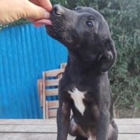 Beni, Zartes Sensibelchen, 5M 81679, Hund zur Adoption