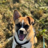 Robin, frecher Welteroberer, 6M 88250, Hund zur Adoption
