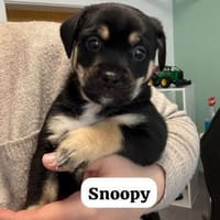 Snoopy - ein richtig kleines Wunder, Hund zur Adoption