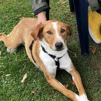 Cinnemon ist in Deutschland, Hund zur Adoption
