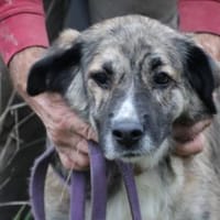 Minka - zutraulich u. kinderlieb, Hündin zur Adoption