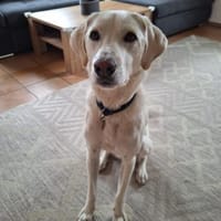 HERKULES, alias LOKI, Hund zur Adoption