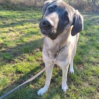 NIKO, Hund zur Adoption