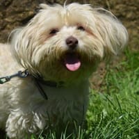 MOLLY, Hündin zur Adoption
