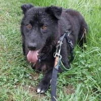 Nemo 50 cm (Pflegestelle), Hund zur Adoption