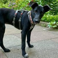 Susi  Lieblingsmenschen gesucht!, Hündin zur Adoption