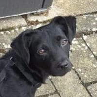 SHEAN wurde einfach abgeschoben, Hund zur Adoption
