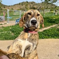 Star sucht sportlichen Partner, Hündin zur Adoption