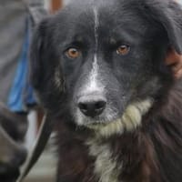 Glihali - zutraulich u. sehr lieb, Hündin zur Adoption