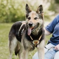 Jutta sucht ihr Glück, Hündin zur Adoption