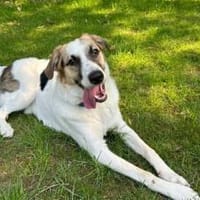 Kuschelbär Quinny sucht seine Familie, Hund zur Adoption