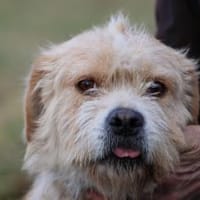 Cindy - herzensgut u. lieb, Hündin zur Adoption