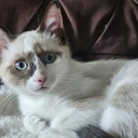 NALA - ein absolutes Goldstück!, Katze zur Adoption