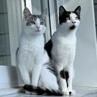 Sullivan & Carlo, Kater zur Adoption
