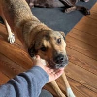 tolle Tierschutzhündin Nena in Leipzig, Hündin zur Adoption