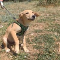 Wunderschöner Rüde sucht Körbchen, Hund zur Adoption