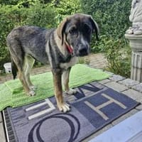 Sunny, menschenbezogen, sehr sozial, Hündin zur Adoption
