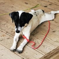 Aline, aktive Hündin su. akt. Familie, Hündin zur Adoption