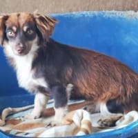 Alena, sensible Junghündin, Hündin zur Adoption