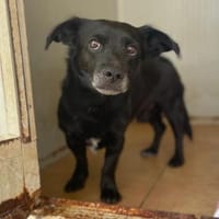 Illo, Hund zur Adoption