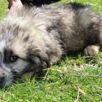 Mogli sucht ein Zuhause, Hund zur Adoption