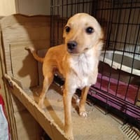 Lenny, Hund zur Adoption