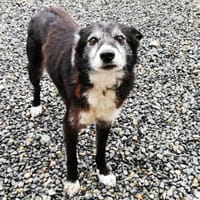 Isegrim, kauziges Orginal, Hund zur Adoption