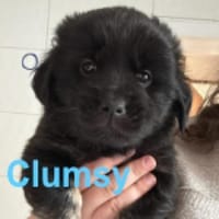 Clumsy - ein richtiges kleines Wunder, Hund zur Adoption