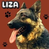LIZA hofft auf eine eigene Familie, Hündin zur Adoption