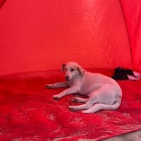 Luca ist ein Goldschatz, Hund zur Adoption