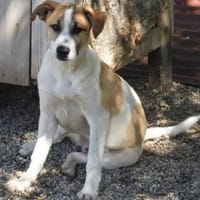 Albush, Junghund sucht neues Zuhause, Hund zur Adoption