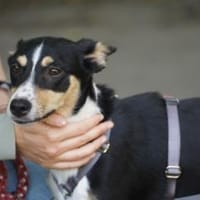 Katy - Zuhause gesucht, Hündin zur Adoption