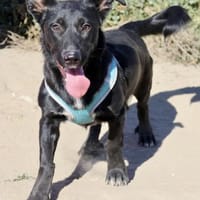Calton, anschmiegsam, liebevoll, aktiv, Hund zur Adoption
