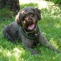 LA-CODY- dufte Typ sucht ruhiges Zuhause, Hund zur Adoption