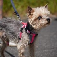 Bobi sucht ein neues Zuhause, Hund zur Adoption